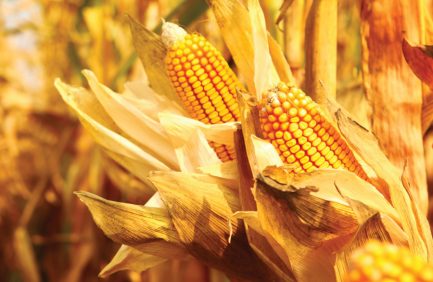 Corn