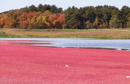Cranberry bog