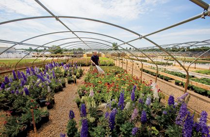 floriculture