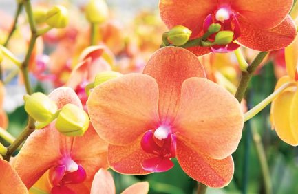 Virginia floriculture