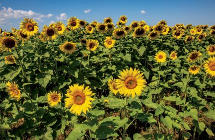 sunflower oil