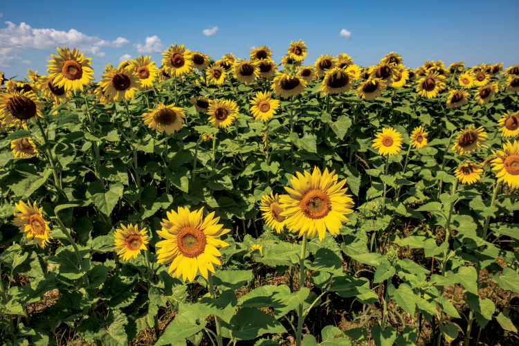 sunflower oil