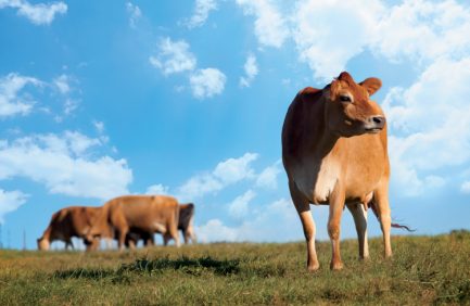 dairy cows