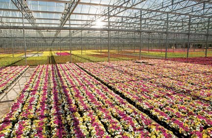 floriculture