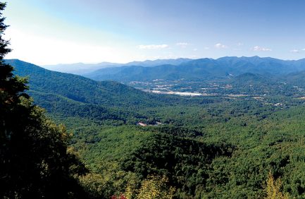 Photo courtesy of Hemlock Restoration Initiative