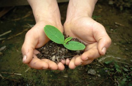 Gardener planting flowers in pot with dirt or soil at back yard