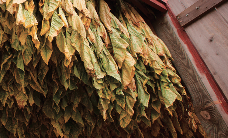 TOBACCO||||indigo field in TN