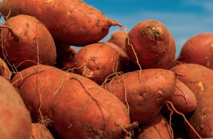 sweet potatoes