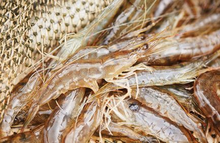 Aquaculture producers, such as Randy Gray of Circle G Farm, grow tilapia, oysters, catfish, prawns, trout and more.