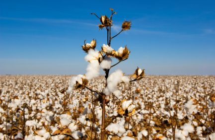 Texas cotton