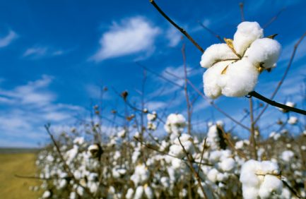 Alabama Cotton
