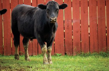 Beef Cattle