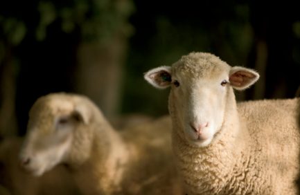 sheep