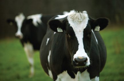dairy
