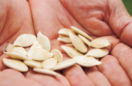 pumpkin seeds