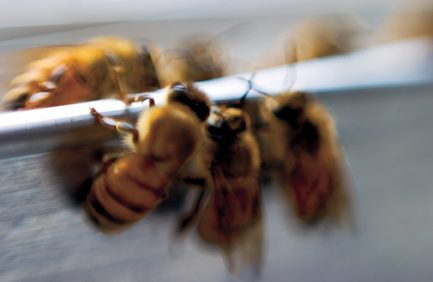 Honeybees