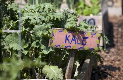 Kale