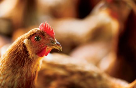 Alabama Poultry technology