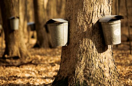 Funks Grove Maple Sirup