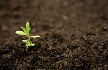 Composted Soil