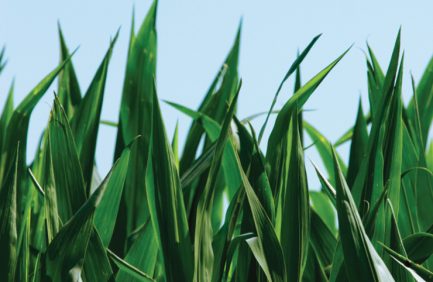 Illinois corn