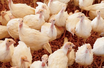 turkeys