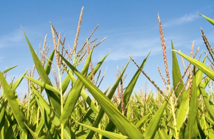 Alabama Corn