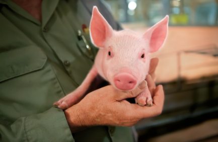 Oklahoma pork biosecurity