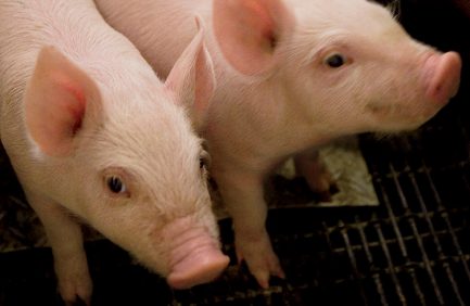 pig
