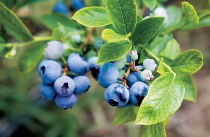 blueberry bushes