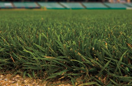 New Jersey turfgrass