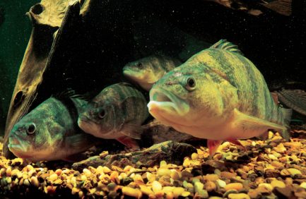 Bell Aquaculture