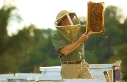 Georgia honey