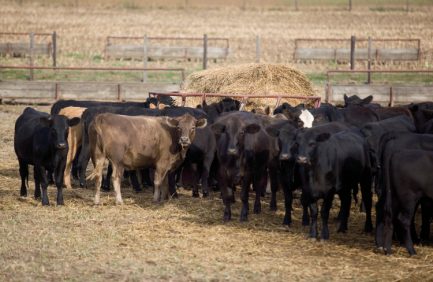 Livestock production