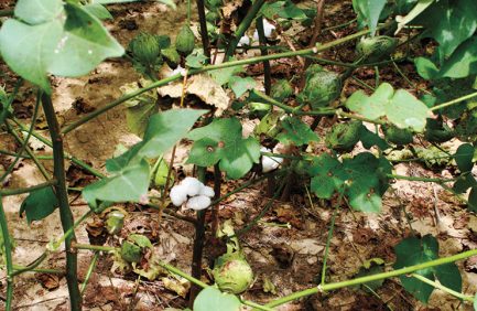Cotton Leaf Spot Disease
