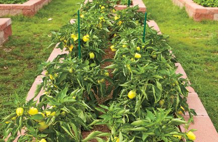 Alabama urban farms