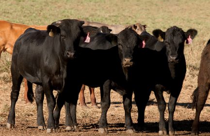 Beef cattle