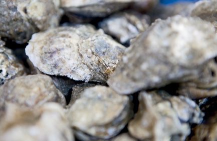 oyster washing and sorting line. Bon Secour Fisheries
