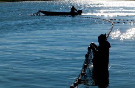 Farm-raised catfish production is a fast-growing industry in Alabama