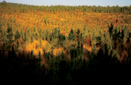 longleaf pines in florida