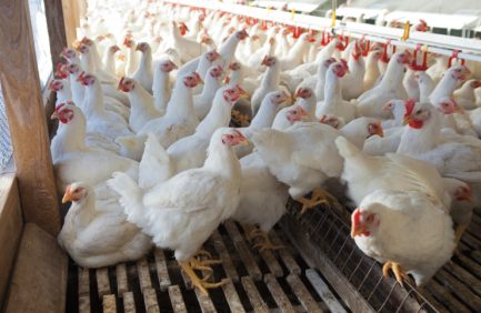 Poultry Industry