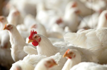 Georgia poultry lab