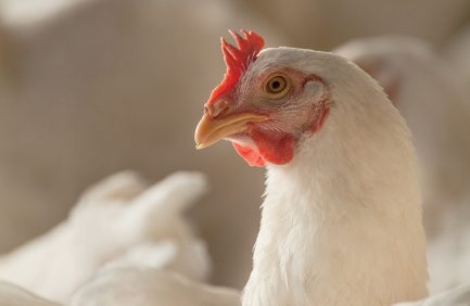 Indiana poultry