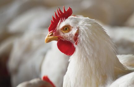 chicken
