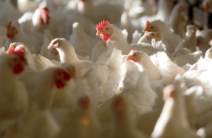 West Virginia Broilers