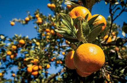satsuma, specialty crop,