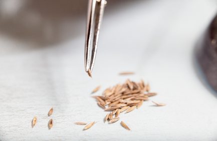 Aaron Cargle, consumer protection specialist, places seeds on a petri dish for germination testing.