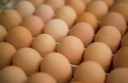 Tennessee Broilers