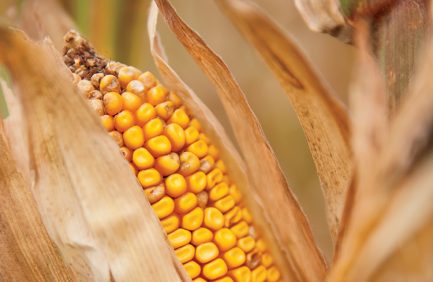 Corn