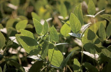 Soybeans, Grain Processors,TN